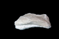 Modiolus salevensis